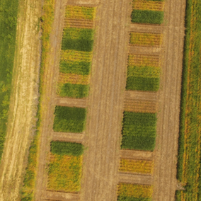 Figure 1. Cover crop trials were conducted in 2017-2018 at the UNL Havelock Research Farm near Lincoln to discover the impact of several practices on management of winter- and summer-annual weeds.