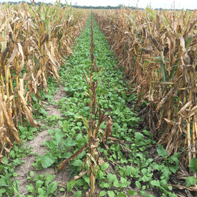 Cover crops planted in corn.