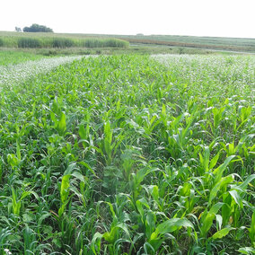 Cover crop field with mixed-species plantings