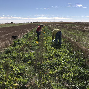 Students conducting cover crop research