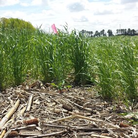 Figure 1. Early-planted rye on the left and late-planted rye on the right in a research study at the Eastern Nebraska Research and Extension Center near Mead.