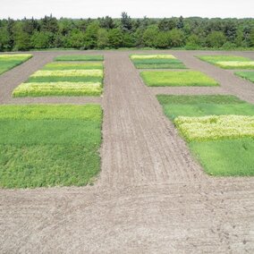 Cover crop research plots in 2017