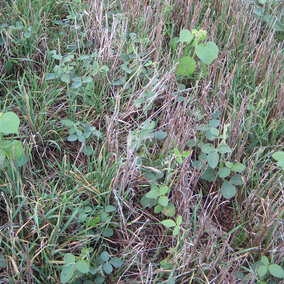 Cover crops and weeds in early spring 