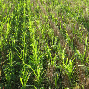 Field of cover crops