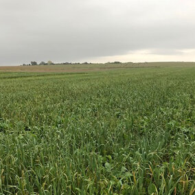 Cover crops in early October in southeast Nebraska