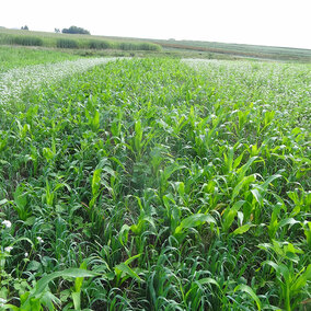 Cover crops in eastern Nebraska