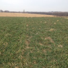 Rye cover crop in southeast Nebraska