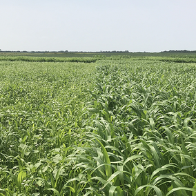 Field of cover crops