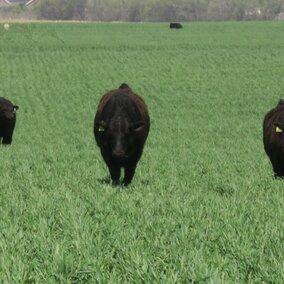 Cattle in a field
