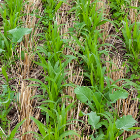 radish and cereal cover crop