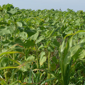 A field of cover crops