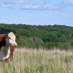 Cow in tall grass