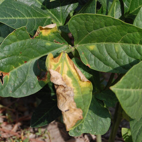 Cowpea wilt