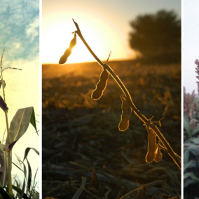 Composite photo of corn, soybean, and sorghum plants at harvest