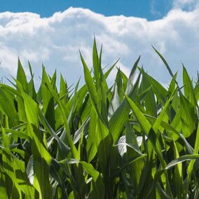 Corn field