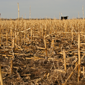 Cow grazes in corn residue