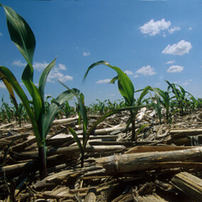On flood-damged fields cover crops offer benefits as a soil cover and rebuilder as well as a source of forage.
