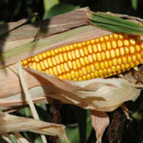 An ear of corn 
