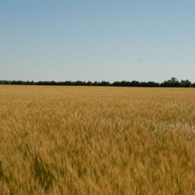 Winter wheat field