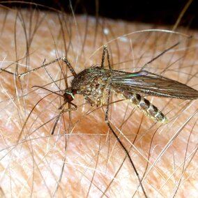 Culex mosquito