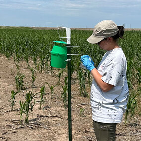 technician attending a western bean cutworm trap