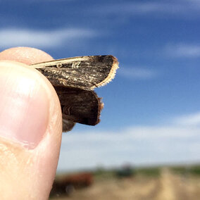 A cutworm moth captured in the field.