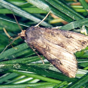 cutworm moth