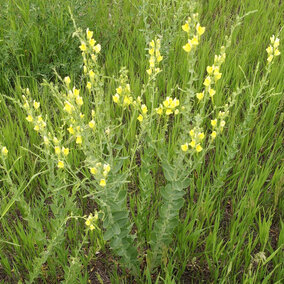 Dalmation Toadflax