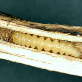 Stem borer in soybean