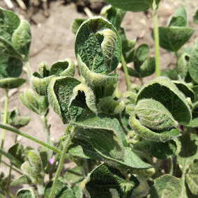 Suspected off-target dicamba injury to soybean. Cupped leaves are often indicative of dicamba injury. (Photos by Amit Jhala)