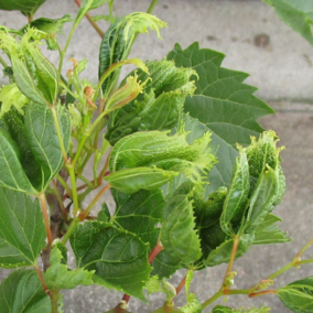 Dicamba injury to a grape plant