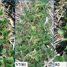 Dicamba injury at various growth stages