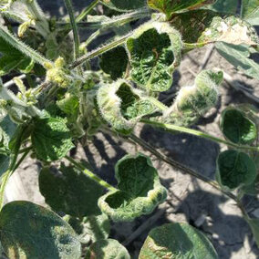 An eastern Nebraska field with dicamba injury.