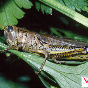 Adult differential grasshopper