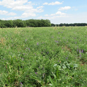 Field of diverse cover crops