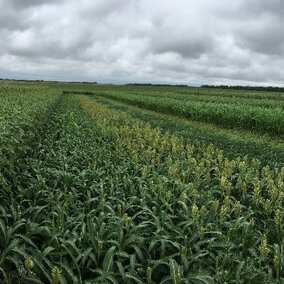 Double cropping trial near Mead