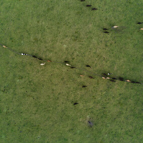 Aerial photograph of brown and black cattle moving across green field in a line.