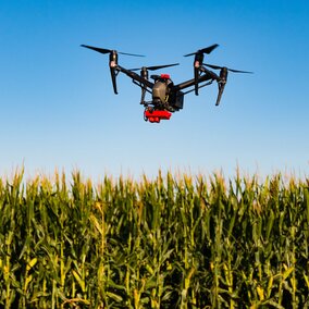 drone flying over corn field