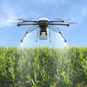 Drone spraying corn field