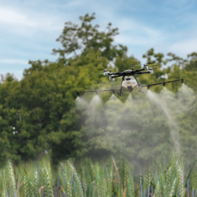 Drone spraying wheat field