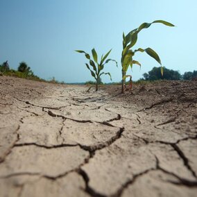 Corn field during drought