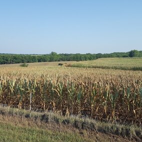 Corn field damaged by drought