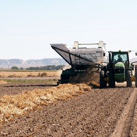 Dry bean harvest in Scotts Bluff County Sept. 12, 2018 (Photo by Gary Stone)