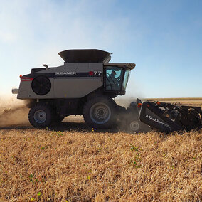 Farmer harvests dry beans