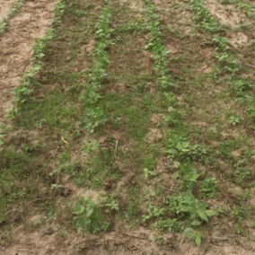 Dry bean weed management trial