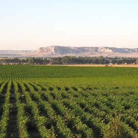 Dry bean field in Nebraska Panhandle