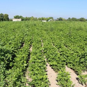 Weed control research in dry bean plots