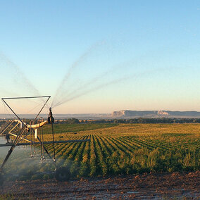 Center pivot irrigation dry bean field