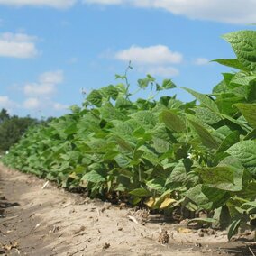 Dry edible beans