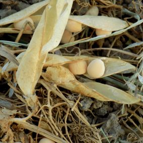 Dry peas in field